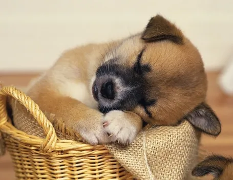 adozione cane