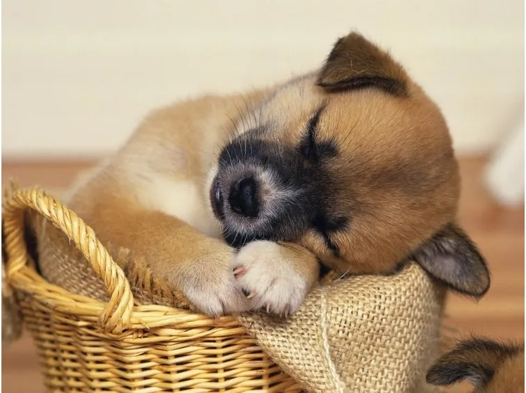adozione cane