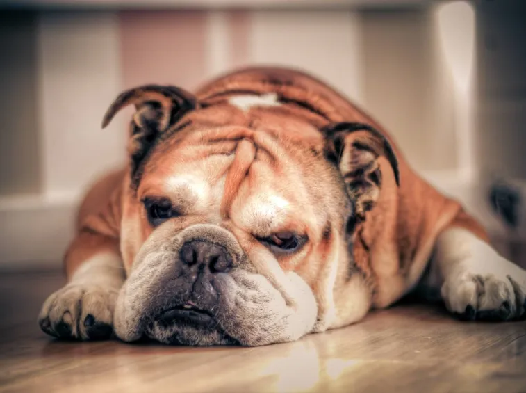 espressione del bulldog