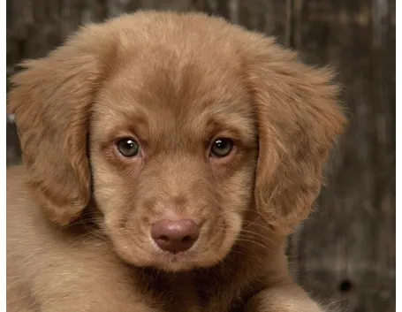 cuccioli cane