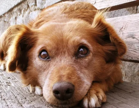 adottare cani