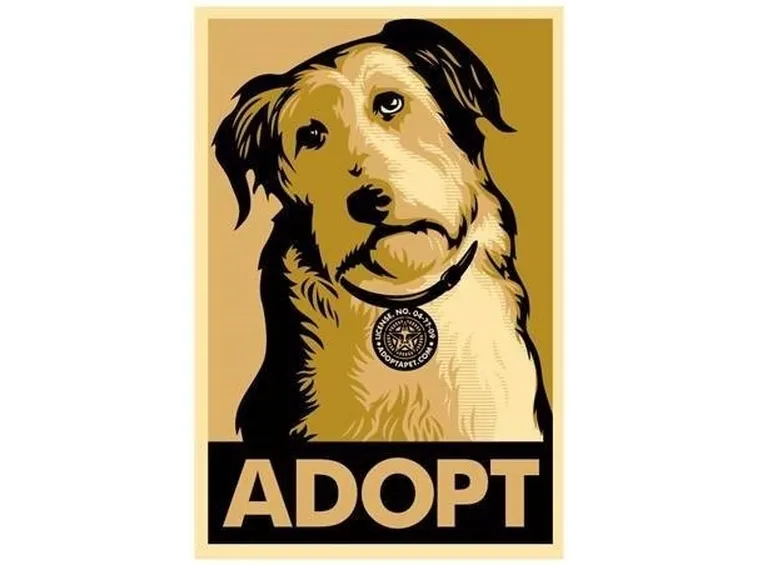 adottare cani