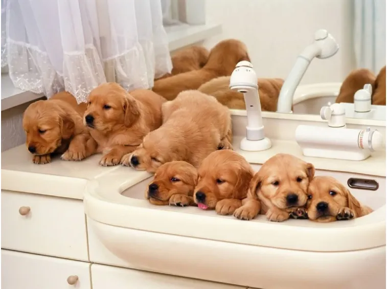 cuccioli