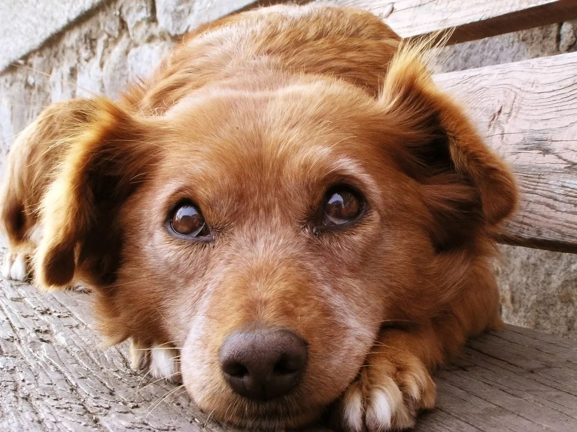 adottare cani