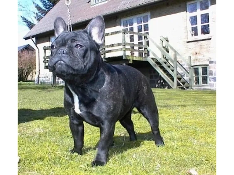 Cani di razza in canile