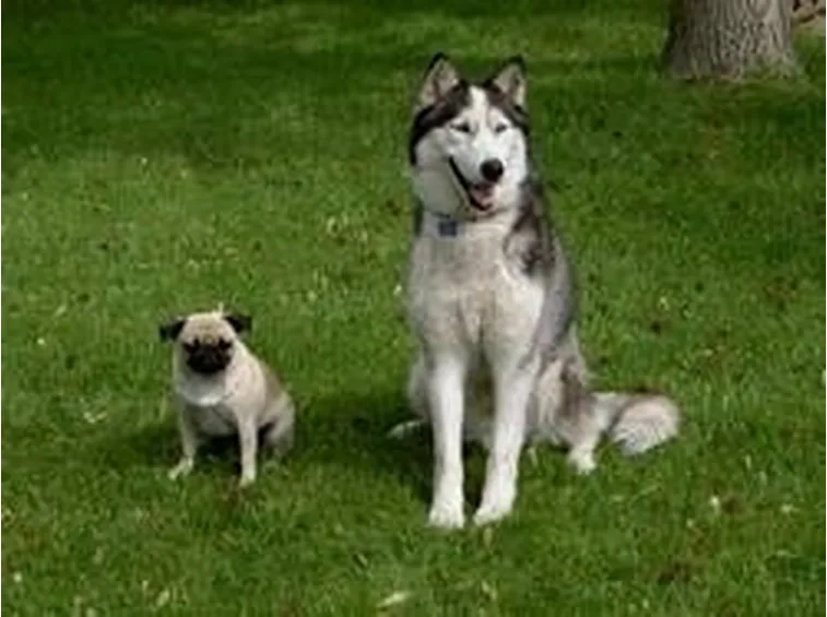 Cani di razza in canile