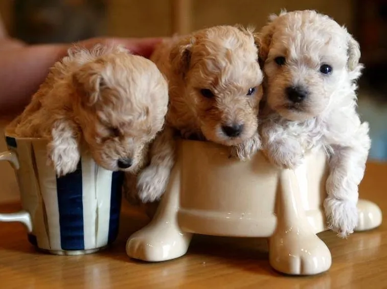 cuccioli
