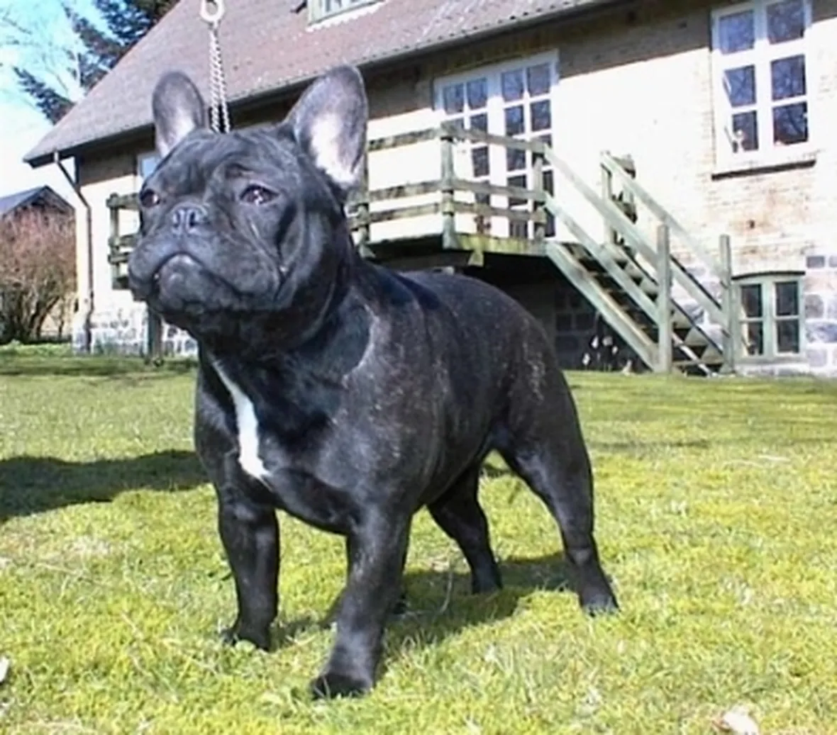 Cani di razza in canile
