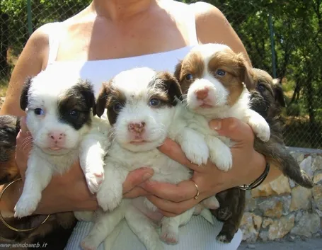 cani in canile