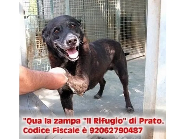 canile il rifugio
