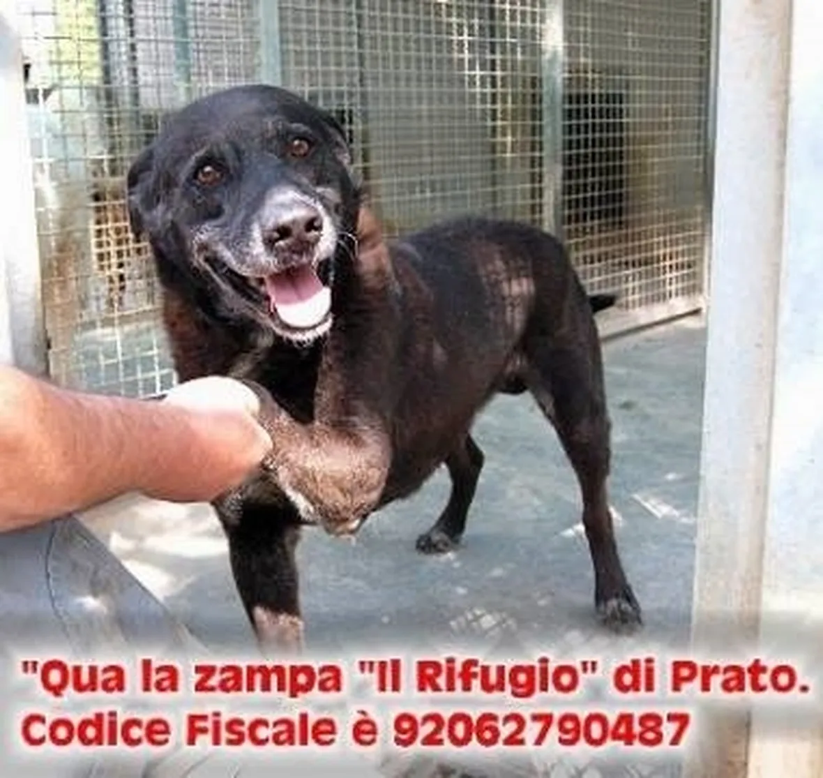 canile il rifugio