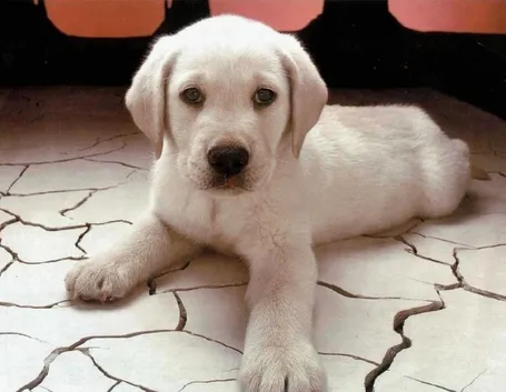 Cuccioli canile Milano