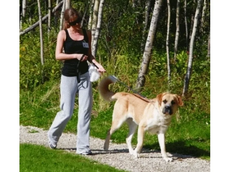 Volontariato in canile
