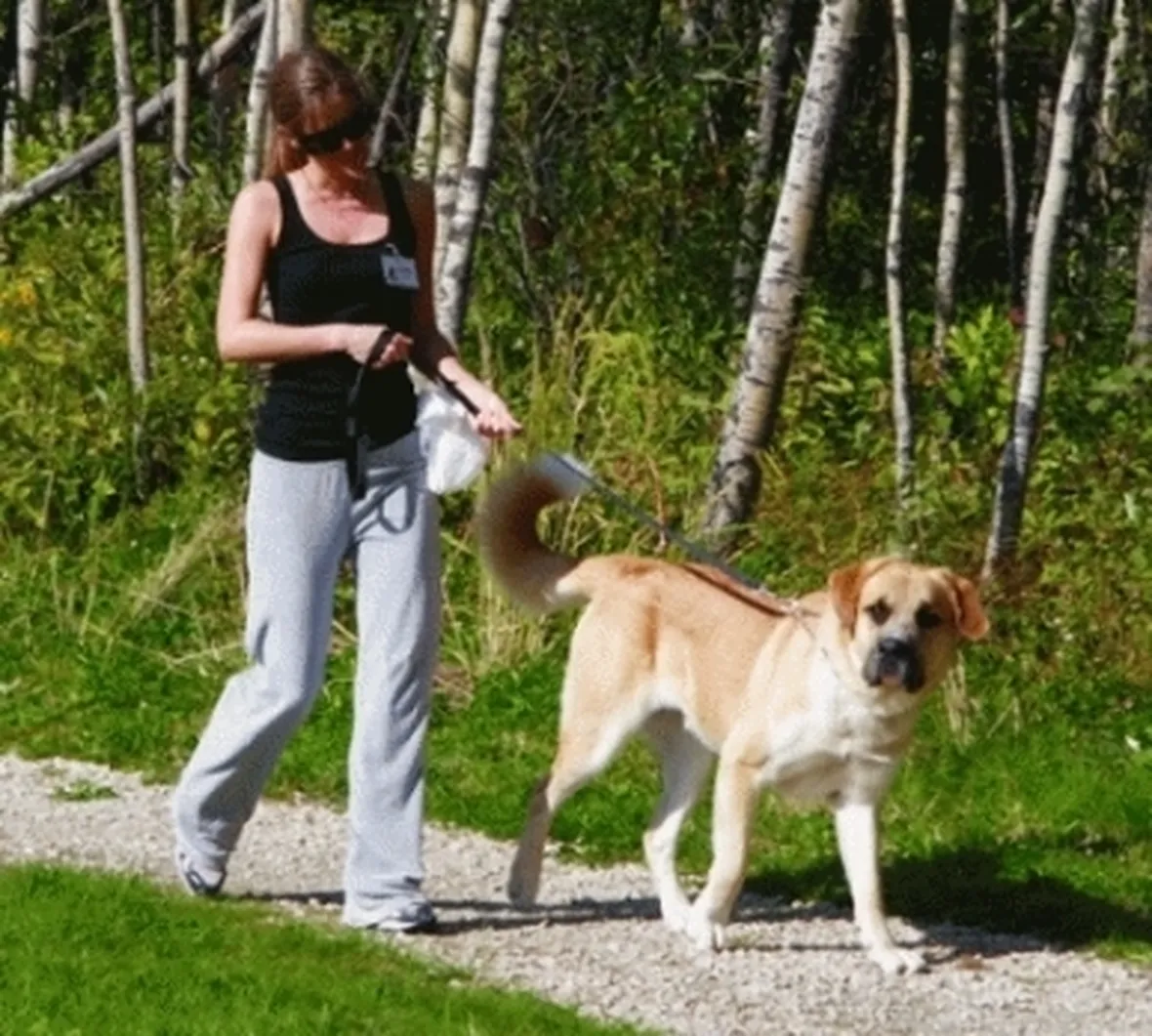 Volontariato in canile