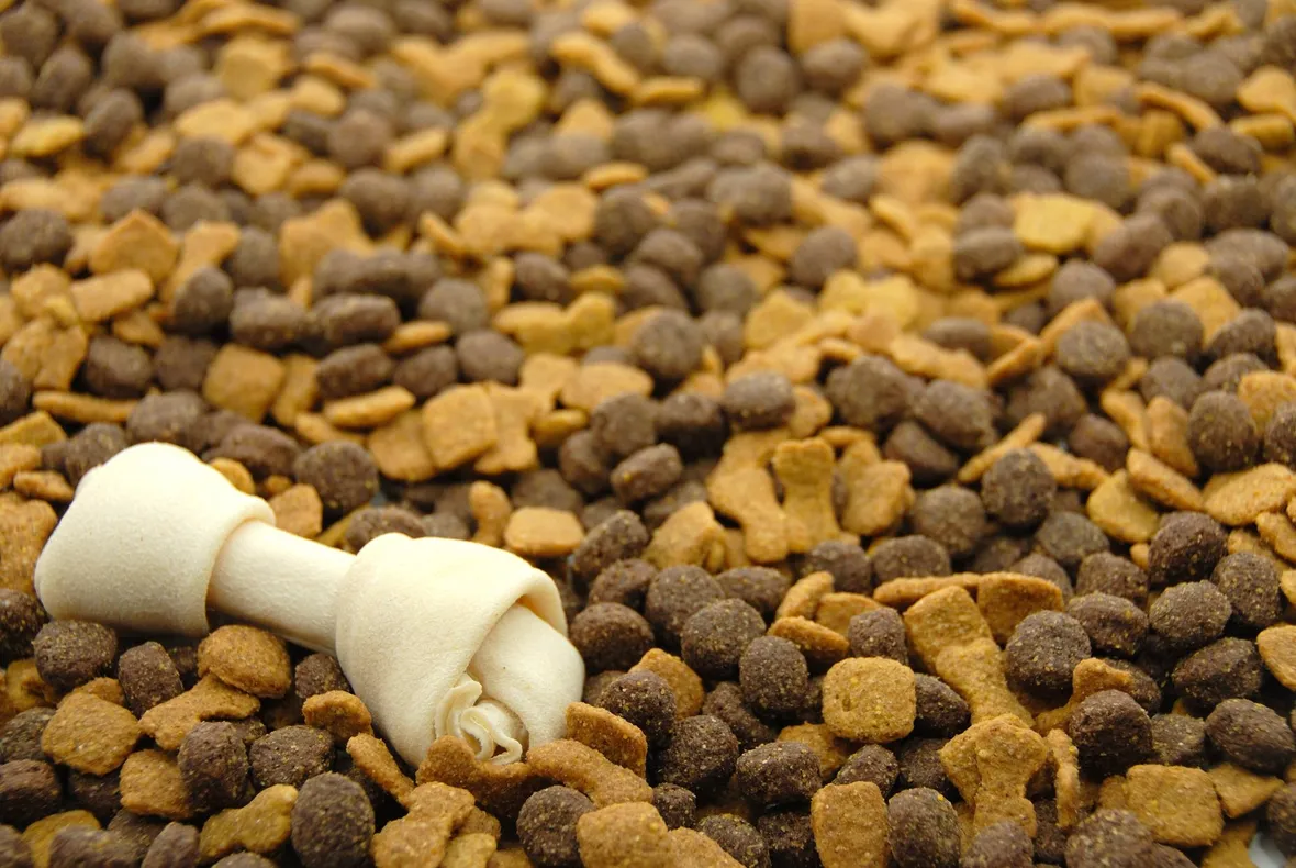 alimentazione cani