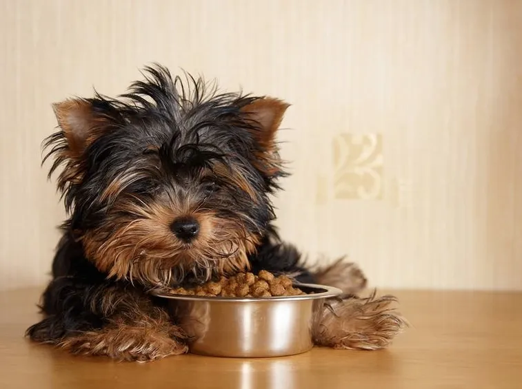 cibo cani