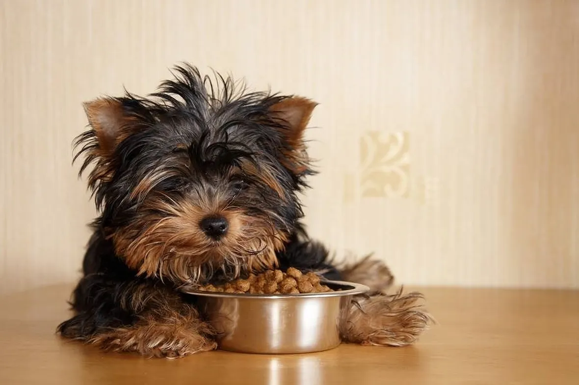 cibo cani