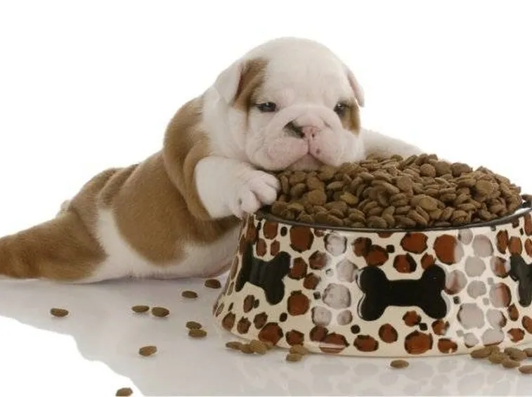 bulldog con ciotola