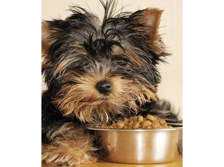 dog food