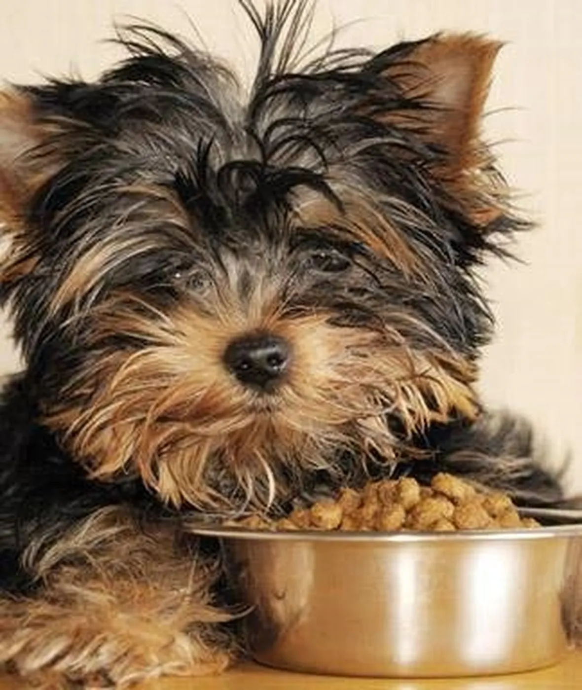 dog food