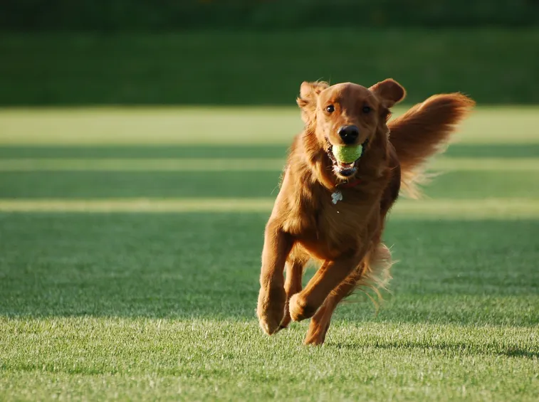 Un cibo secco e completo è ideale per i cani molto attivi