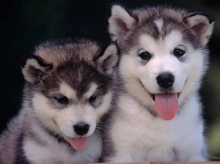 cibo cani