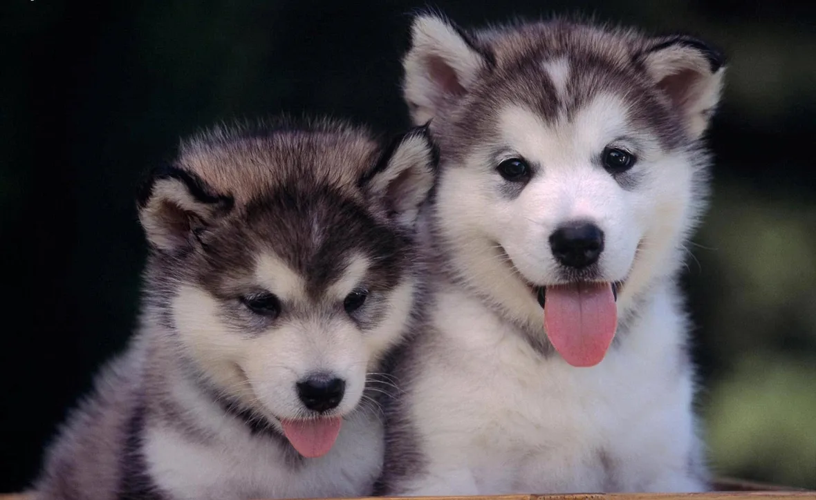 cibo cani