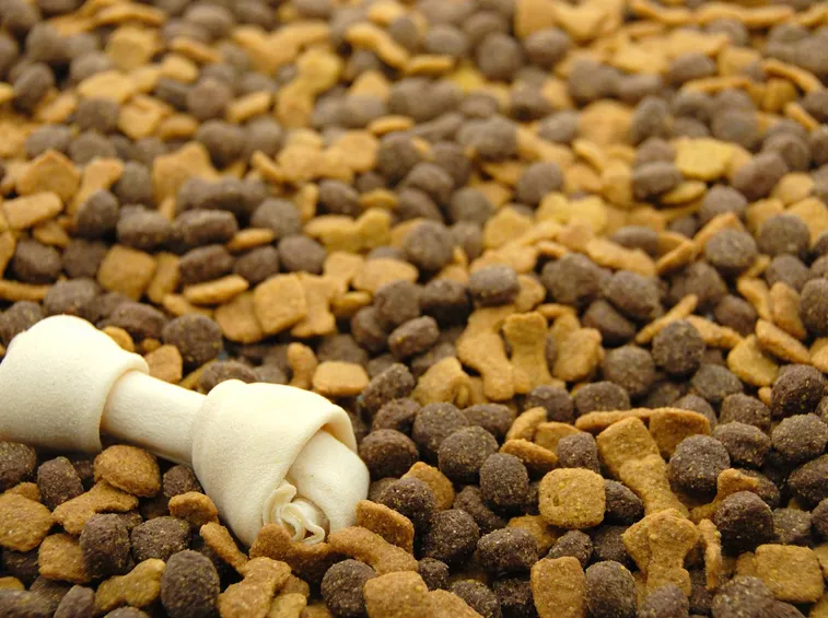 cibo cani