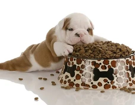 cibo cani