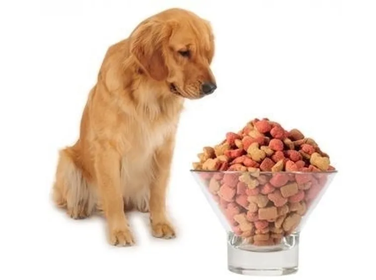 cibo cani