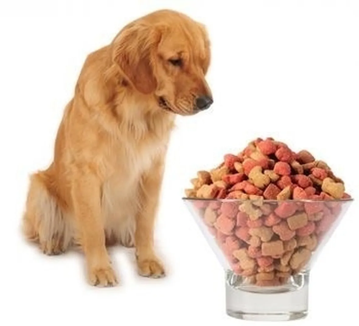 cibo cani