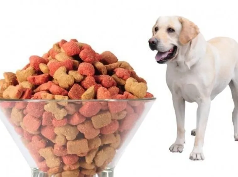 cibo per cani