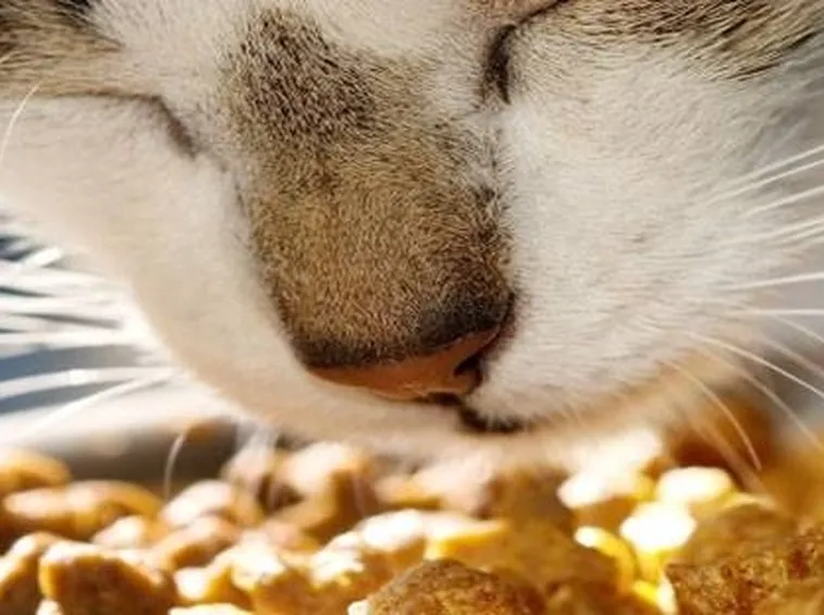 mangime animali