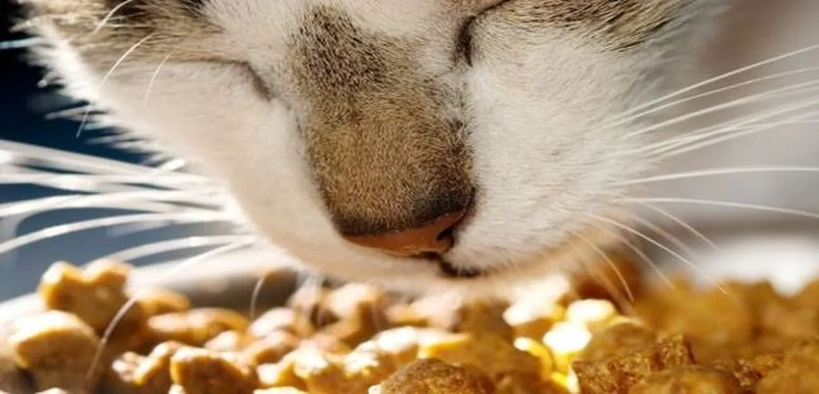 mangime animali