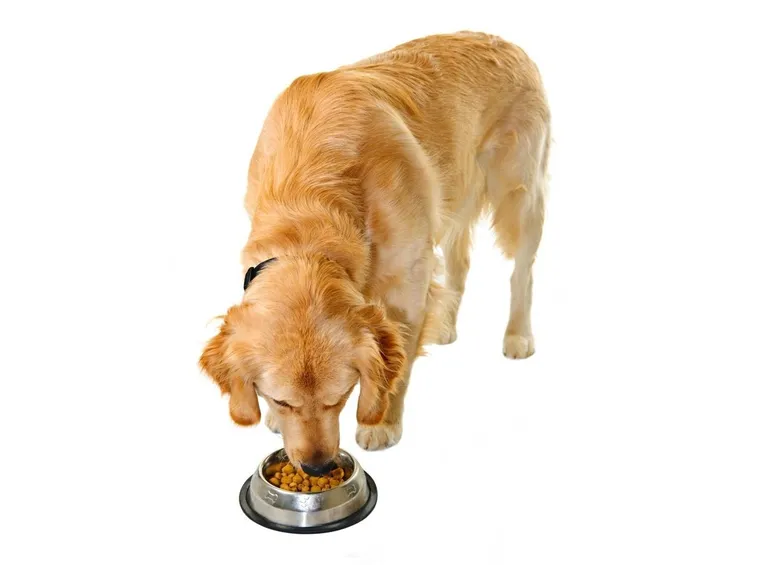 cibo per cani