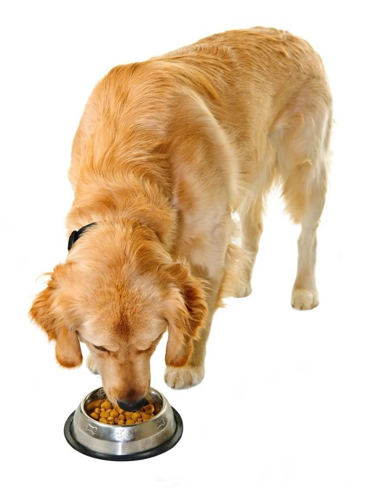 cibo per cani
