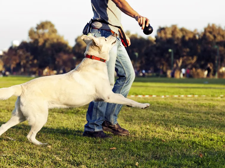 Il gioco affina le capacità fisiche e mentali del cane