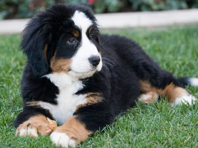 adozioni cuccioli