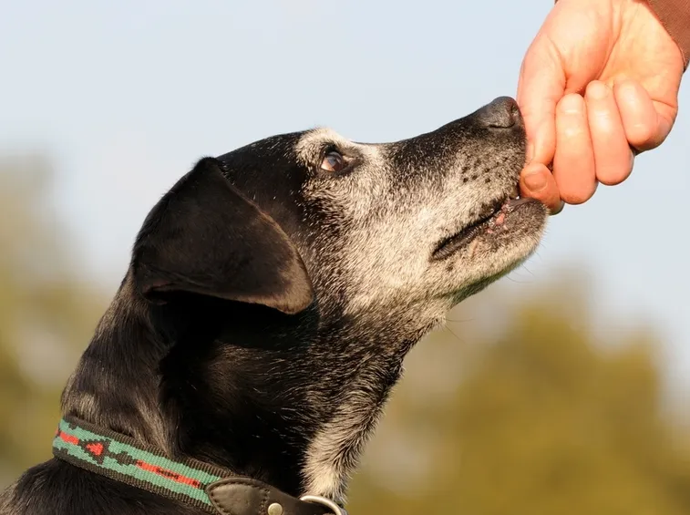 cane adulto