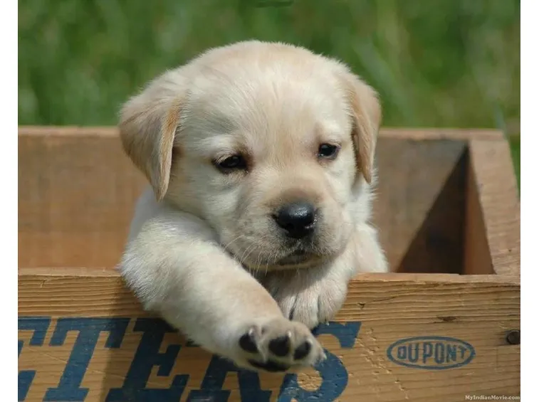 cuccioli