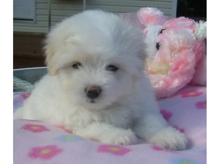 coton de tulear