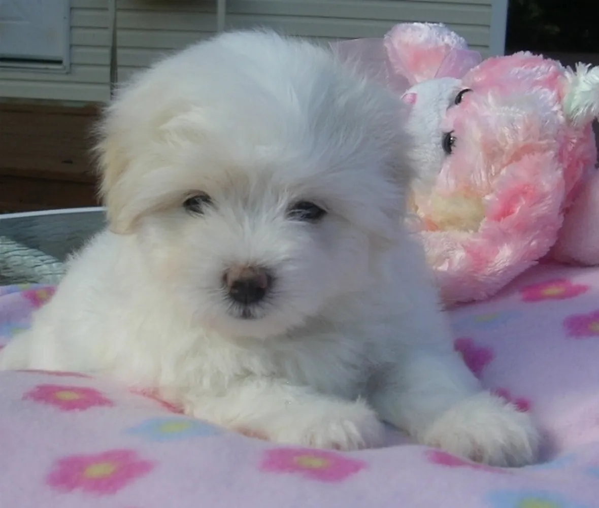 coton de tulear