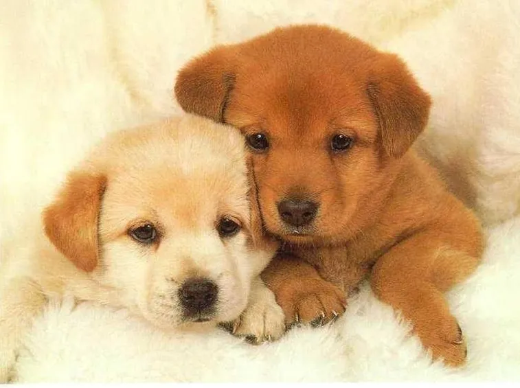 cuccioli