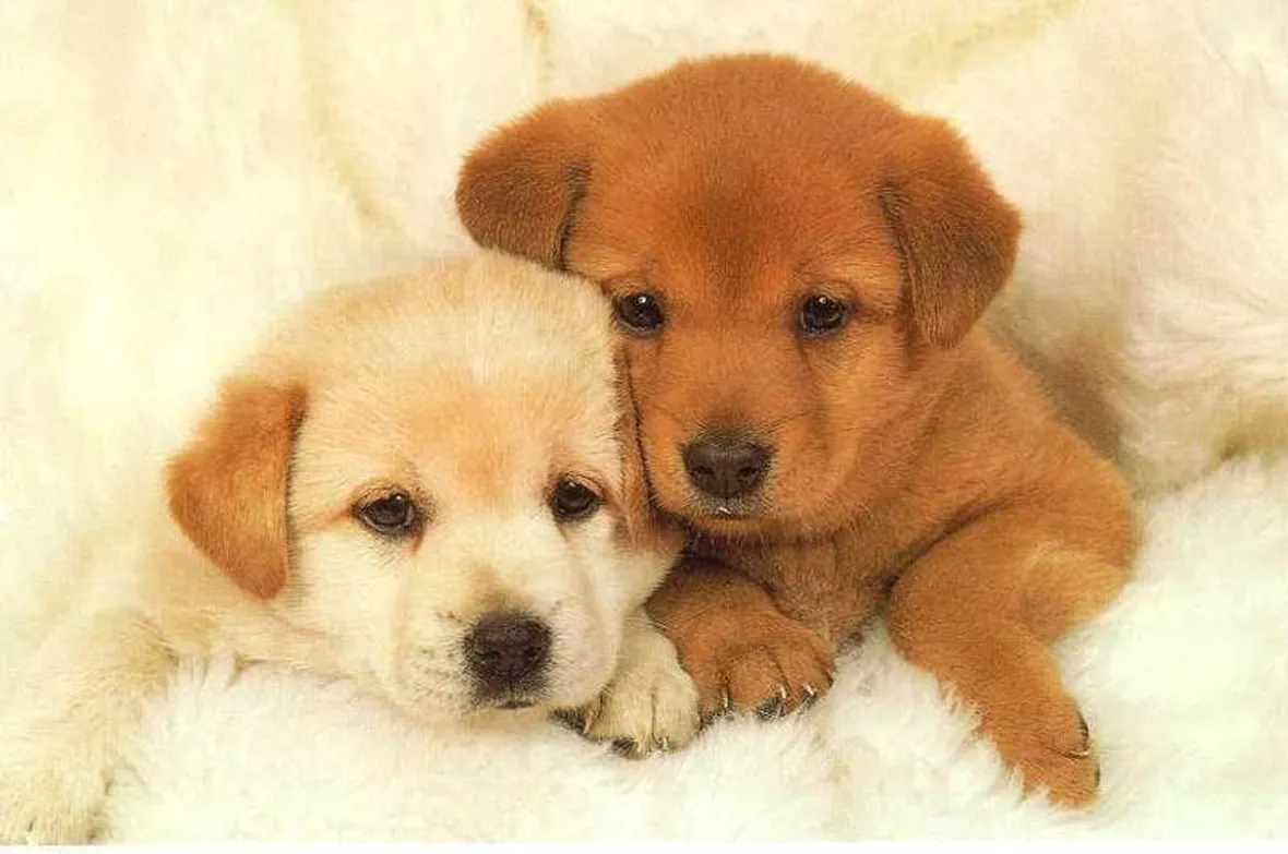 cuccioli