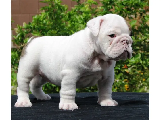 cuccioli bulldog