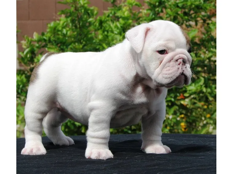 cuccioli bulldog
