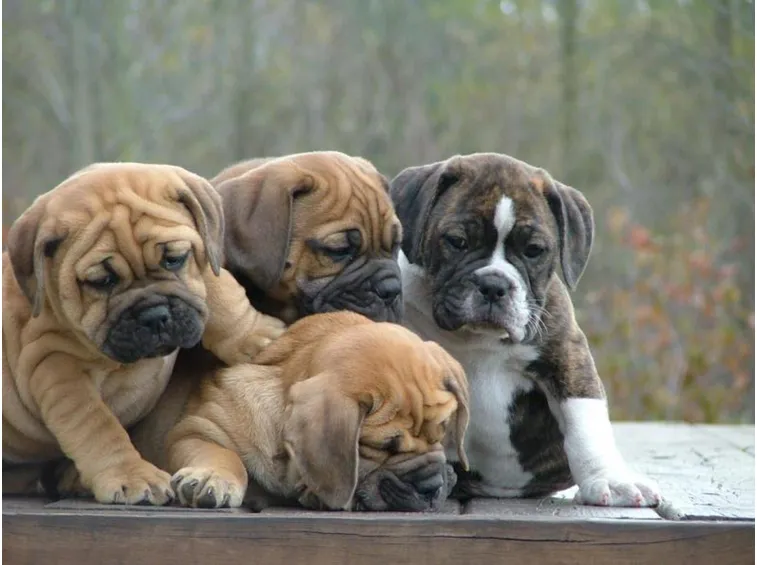 bulldog cuccioli