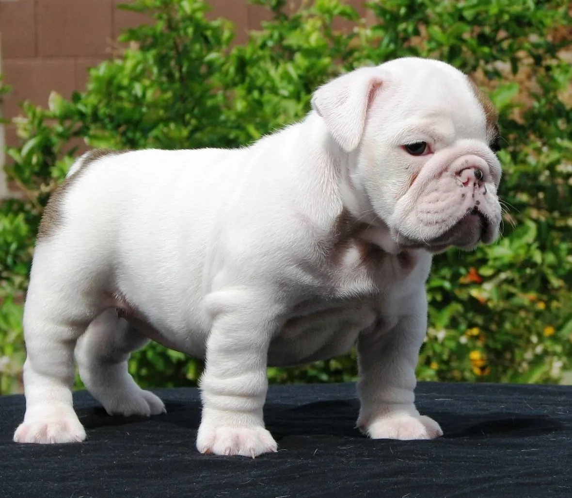 cuccioli bulldog