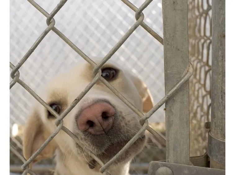 adozioni cani