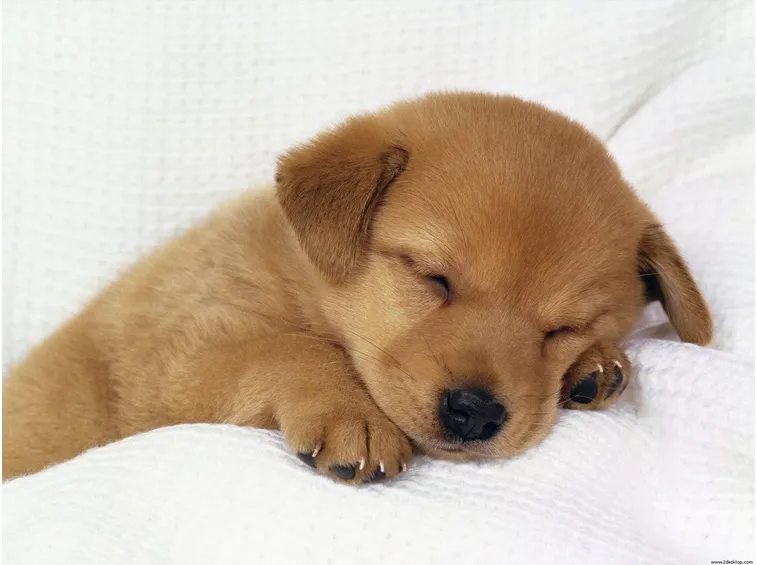 cuccioli cane